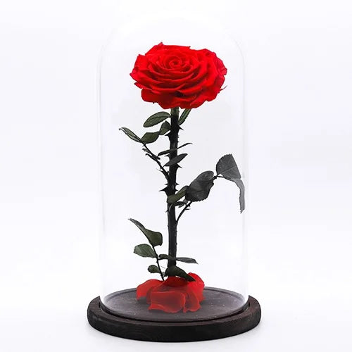 Red Enchanted Rose