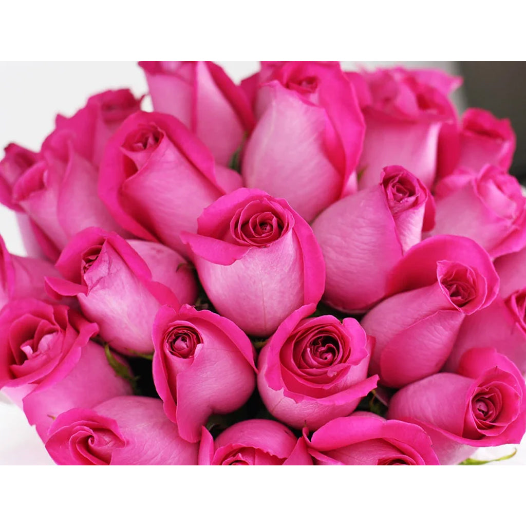 Hot Pink Roses