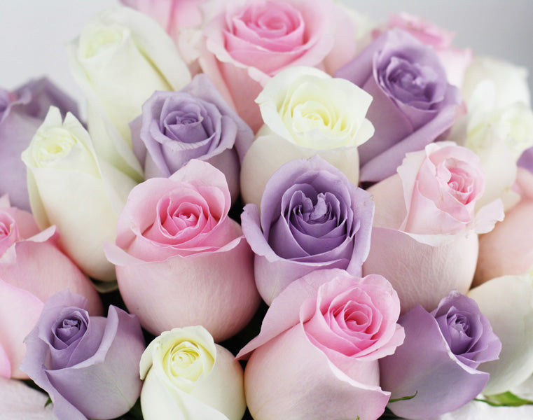 Mix Colours Roses