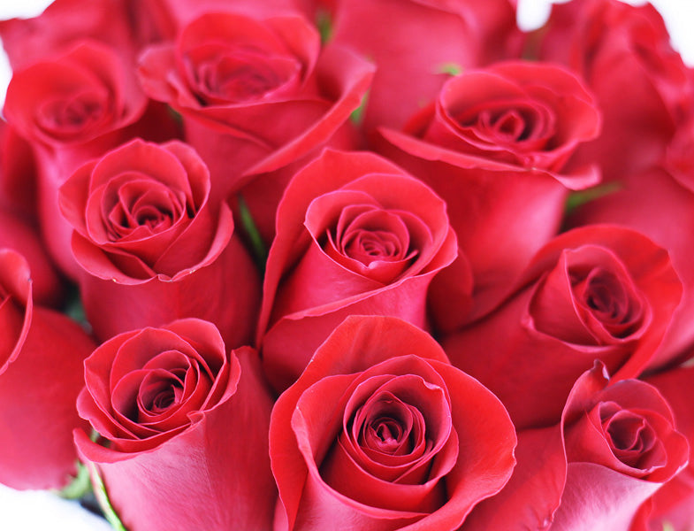 Red Roses L Red Roses